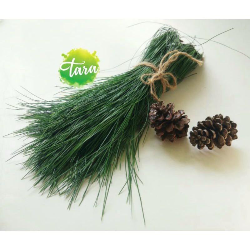 Jual Daun Pinus Segar Fresh Pine Leaves Herbal Obat Stroke Untuk Photografi Art Dekorasi Dll