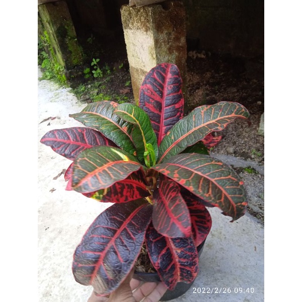 tanaman hias bunga puring koleksi langka berkualitas puring sancadarah