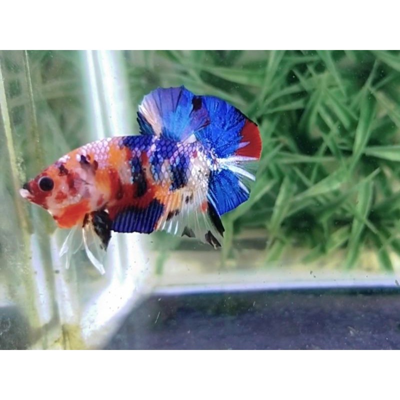 

Cupang Multycolour orange base
