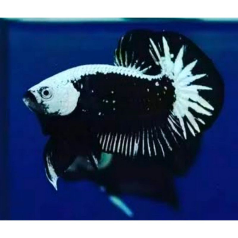 Ikan cupang black samurai