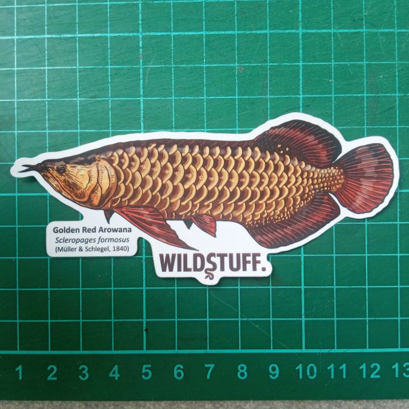 Sticker Wildstuff - Arowana Golden Red - Red Tail Golden - RTG