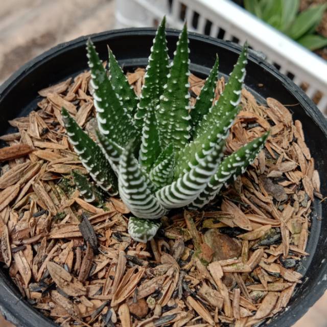 Kaktus Sukulen Haworthia fasciata/ cicak