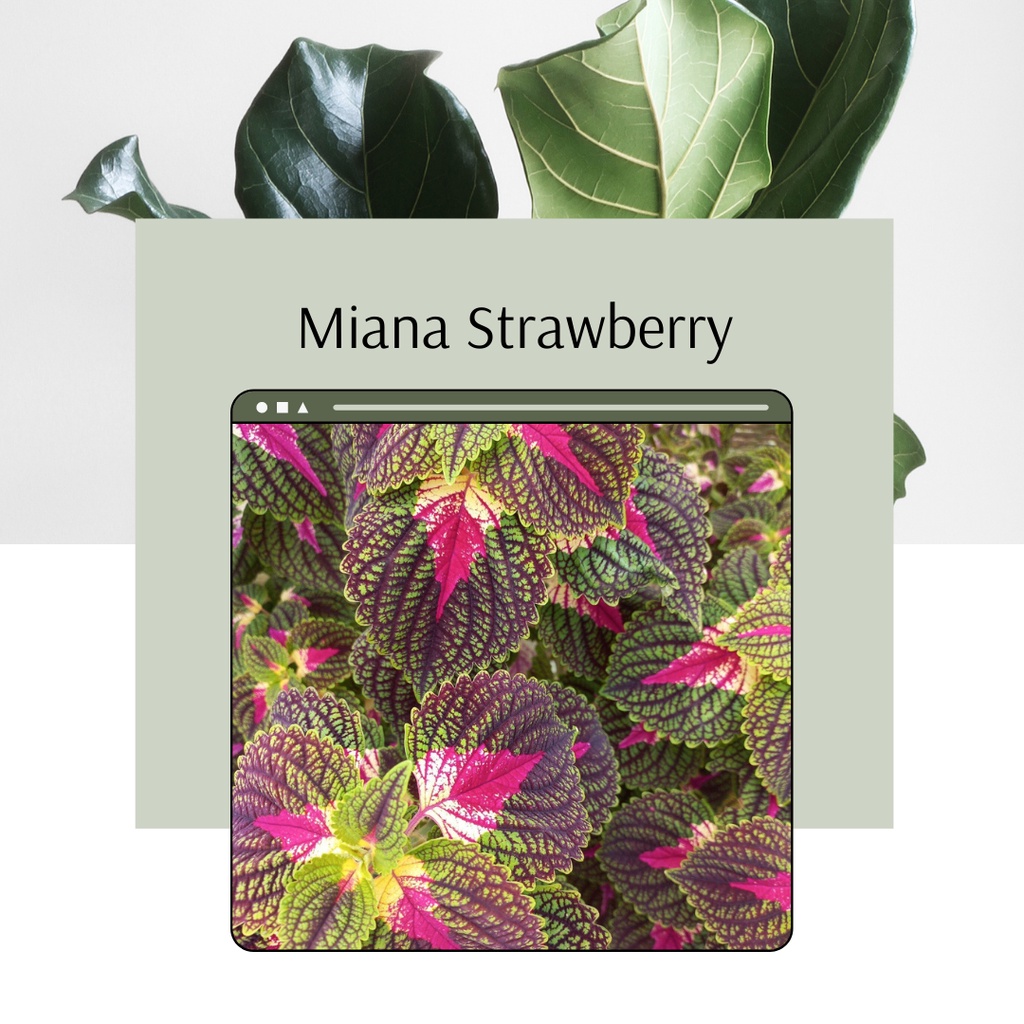 Tanaman Miana Strawberry Miana Premium Miana Strawberry