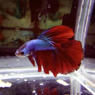 1010+ Gambar Ikan Cupang Warna Biru Terbaik