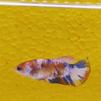 IKAN CUPANG KOI SNOW WHITE MULTICOLOR (REALPICT) | FEMALE | M | NGD133