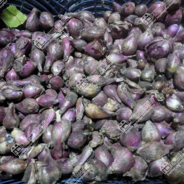 

Bawang merah super