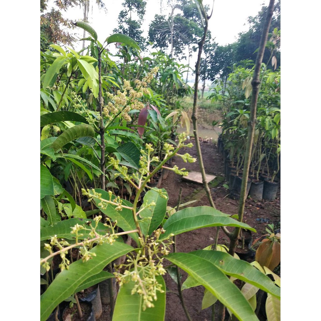 Bibit mangga chokanan berbunga - WISATA AGROTANI