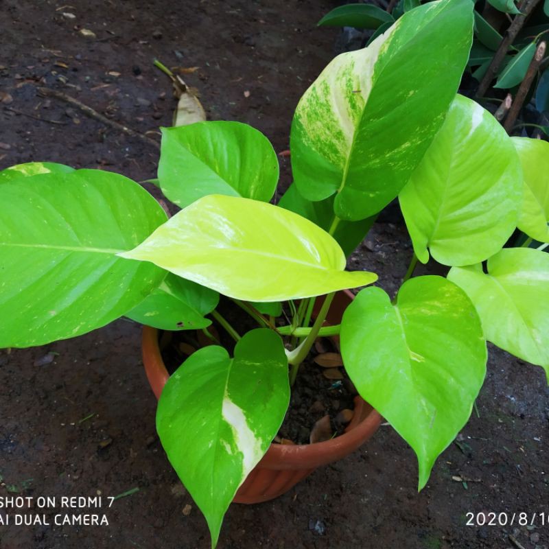 Sirih Gading  lemon  jumbo Varigata Cantik + Pot
