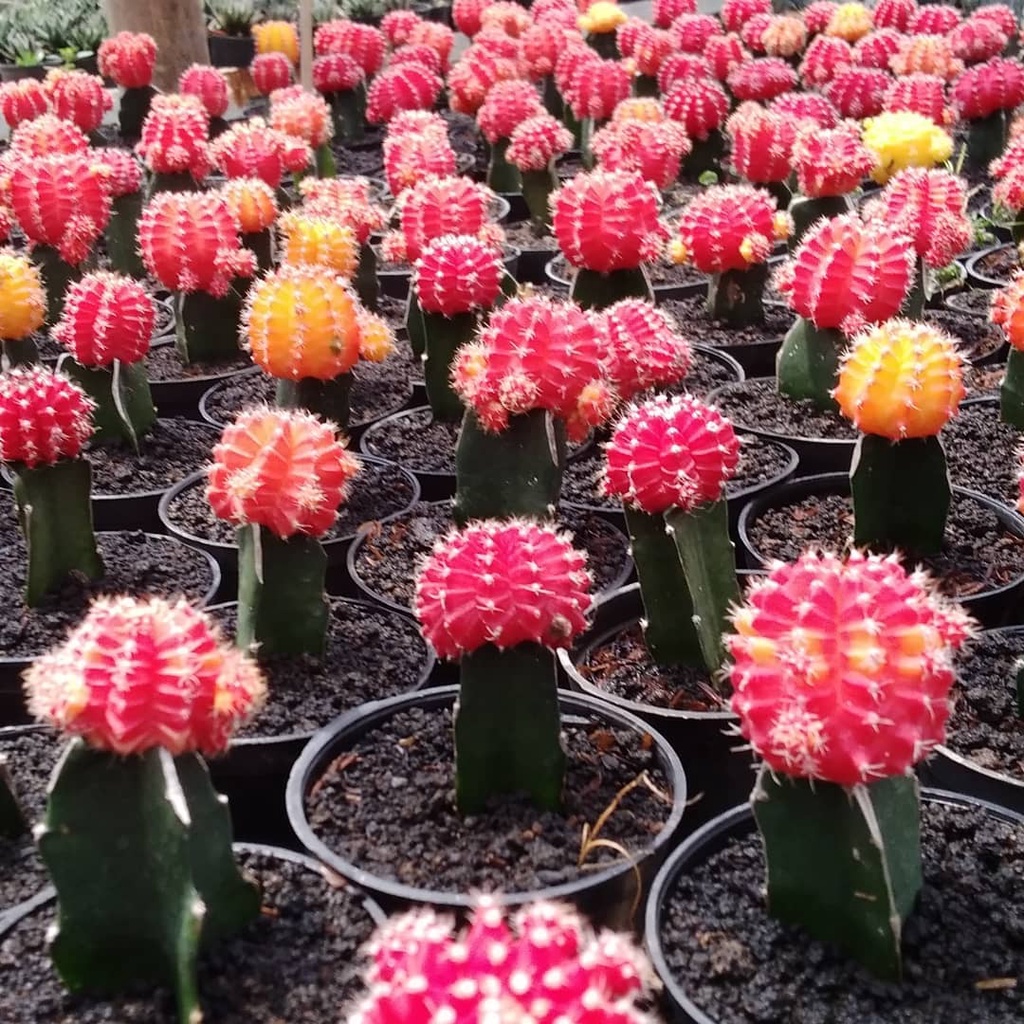 Kaktus Gymno import Korea