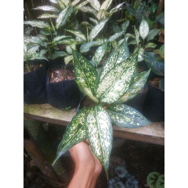 aglonema siam paragon