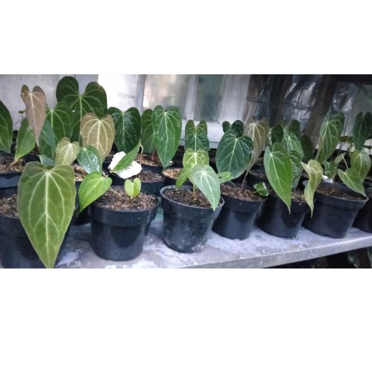 ↗ Green mamba Anthurium / Green mamba / Kalong hybrid / Kuping Gajah / tanaman hias ➴