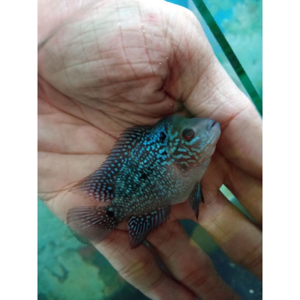 

Cencu/burayak lainnya..