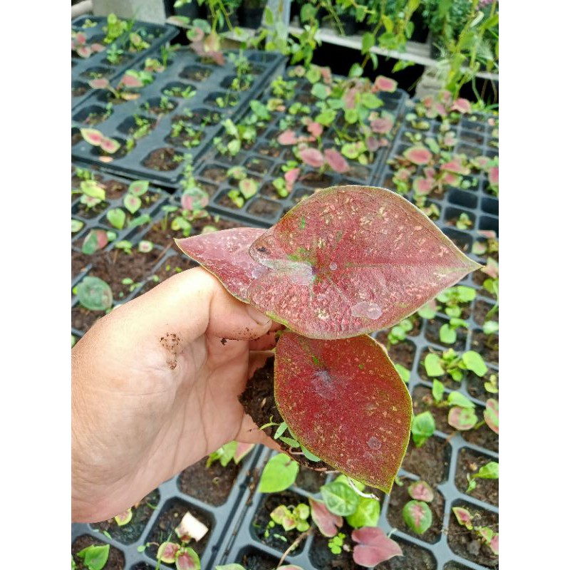 Caladium DOH deep of heart