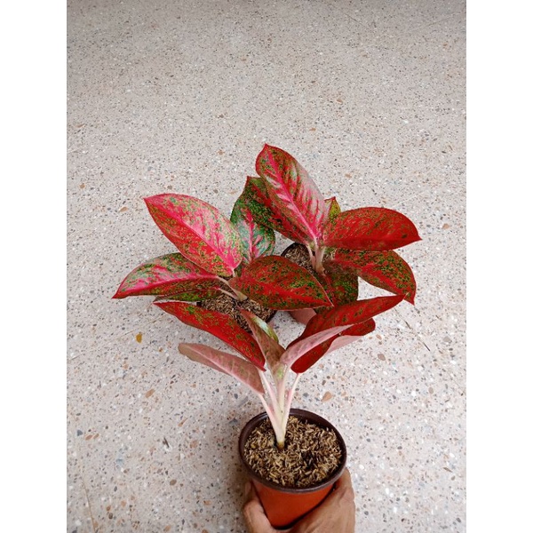 Aglonema Super Red Stardust Remaja Daun 5-6-7-8++