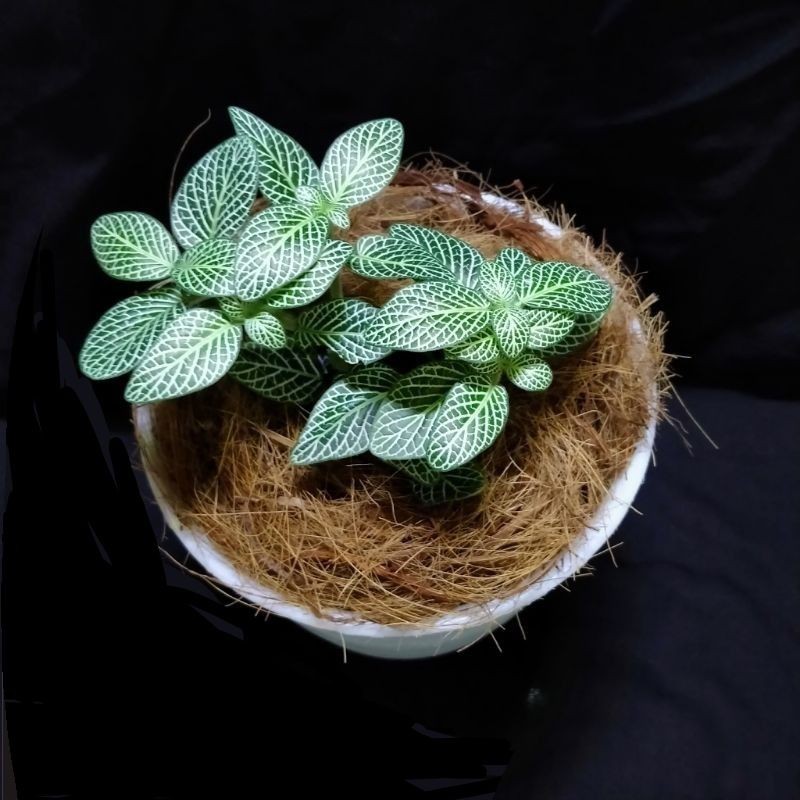 Tanaman Hias Hidup Fitonia Import