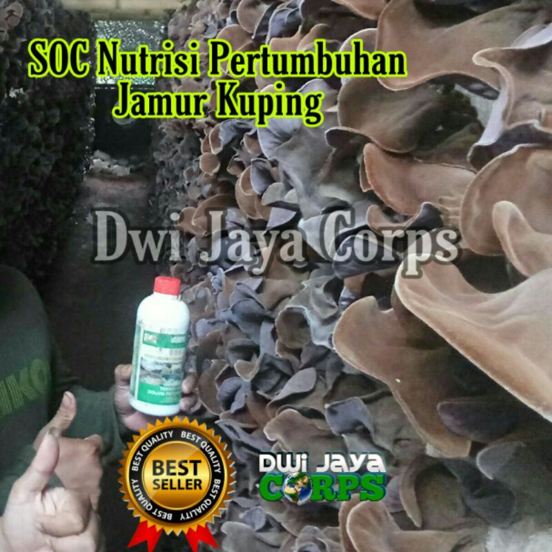 SOC HCS Nutrisi Pertumbuhan Jamur Kuping