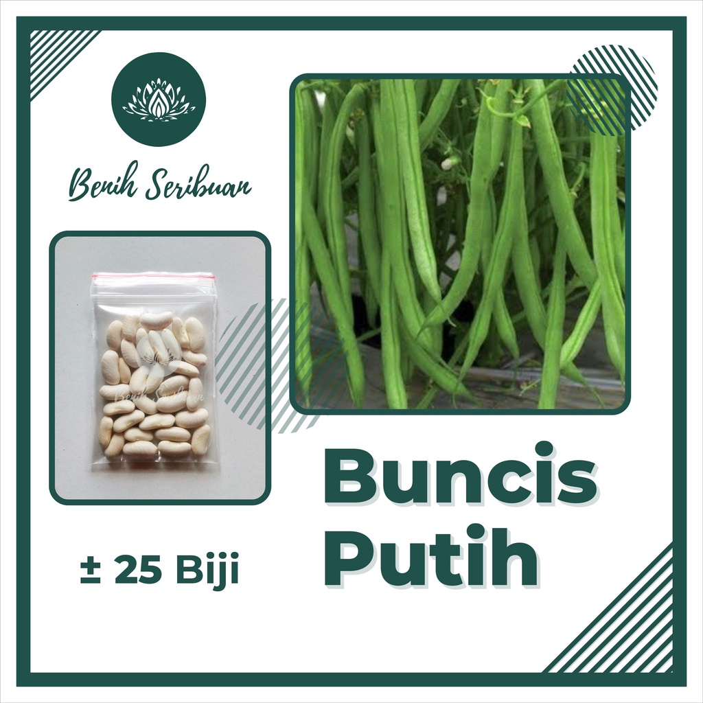 BSJT Benih Bibit Sayur Sayuran Hidroponik Daun Paket Lengkap All Varian Bayam Cabe Bawang Kangkung Kol Kubis Sawi Pakcoy Selada Merah Terong Ungu Tomat dll-BUNCIS PUTIH