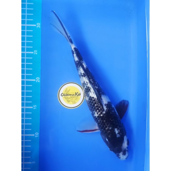 Ikan Koi Blitar Showa Ginrin