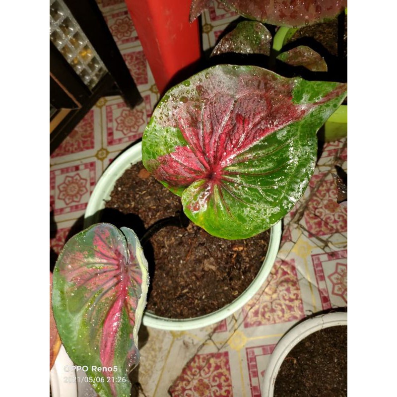 Keladi satria baja hitam langka,keladi fire