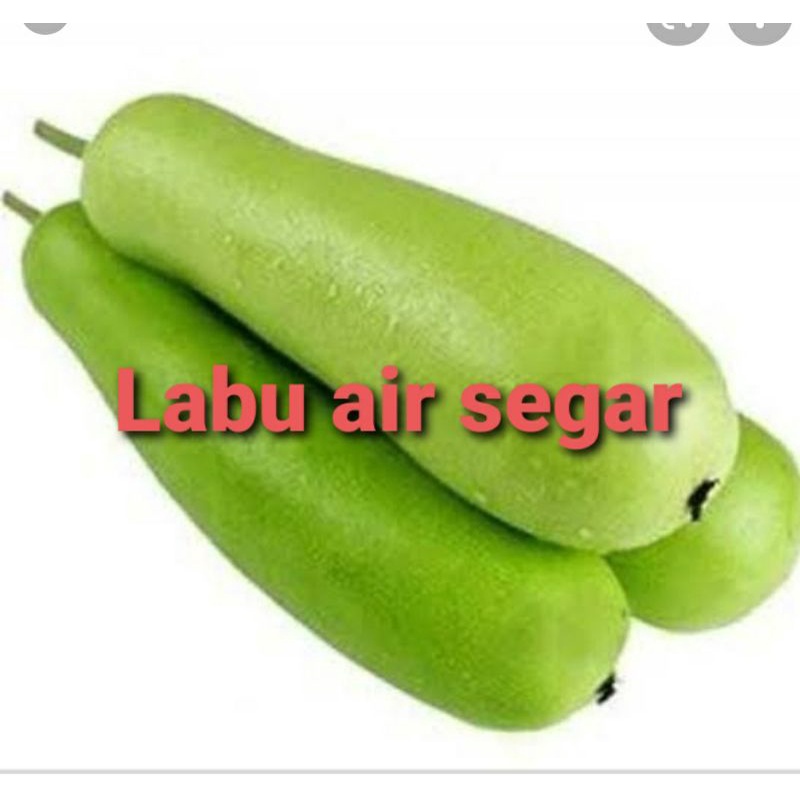 

labu air fresh 1 biji