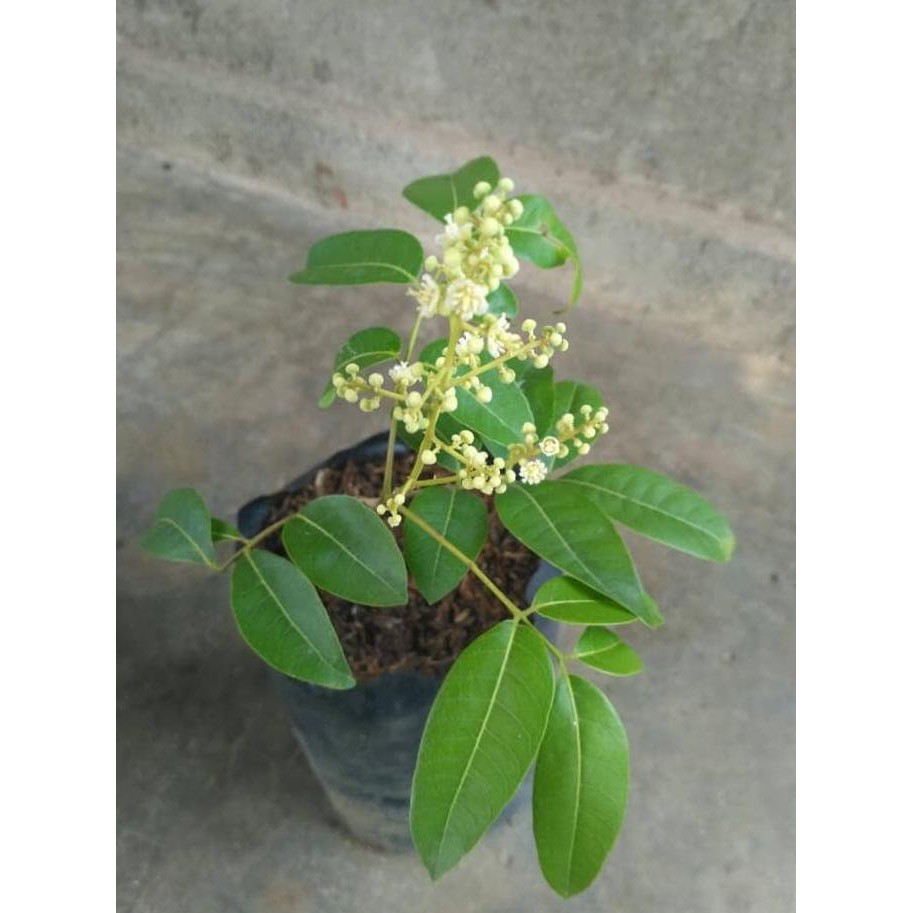 @_3 BIBIT KELENGKENG SATU JARI @_#