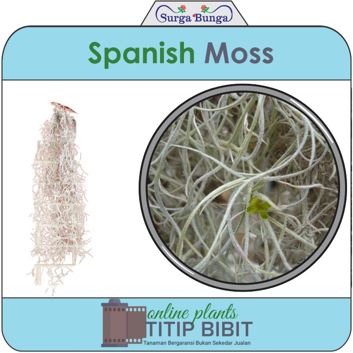 Tillandsia Jenggot Nabi Spanish Moss Tanaman Udara 25cm lebih