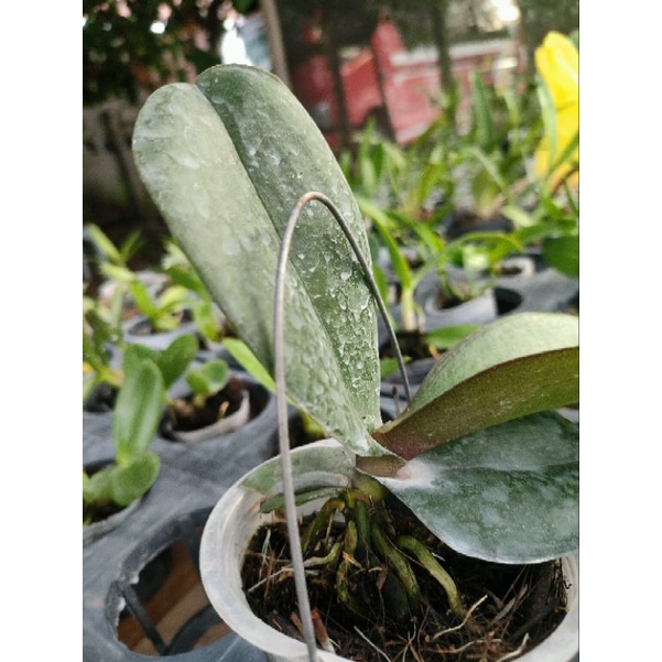 anggrek bulan remaja promo