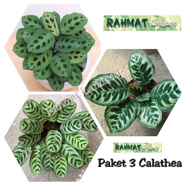 PAKET 3 TANAMAN CALATHEA / Tanaman hias calathea / Tanaman calathea / calathea makoyana / calathea