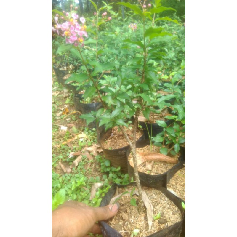 Bibit sakura mikro bahan bonsai