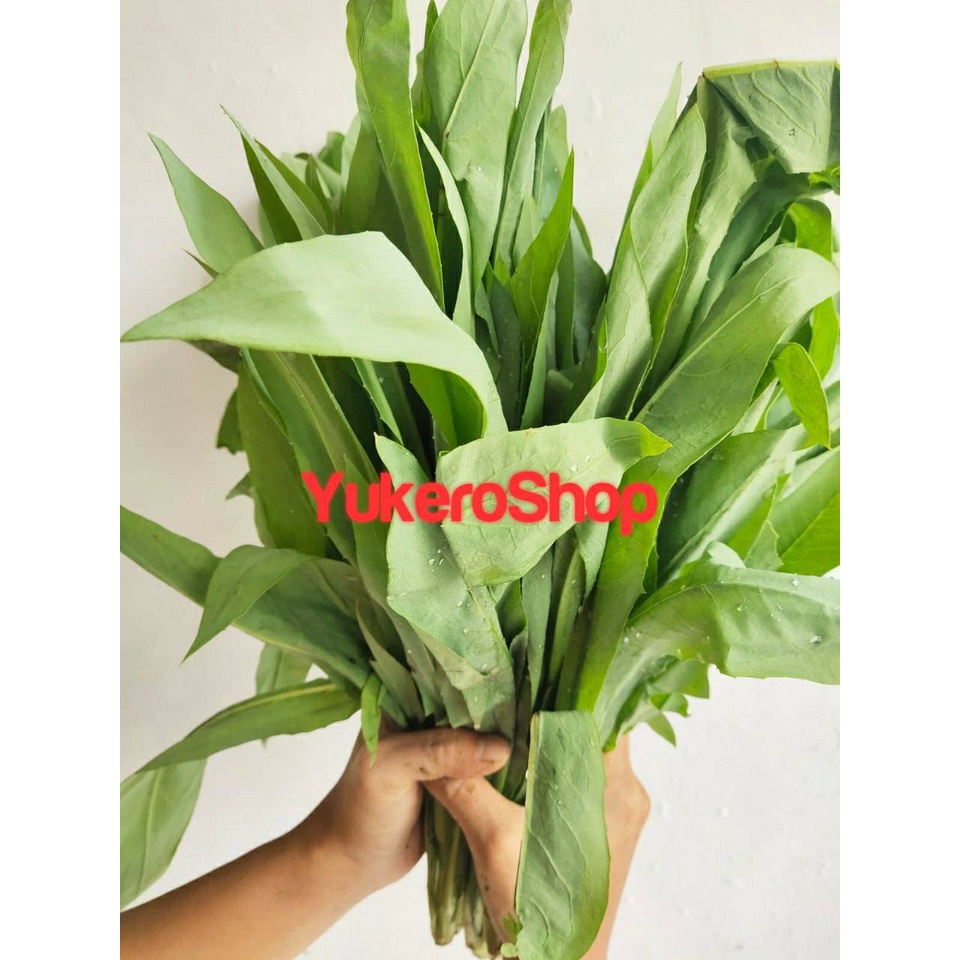

Sayur Fumak Makanan Tortoise Kura Darat Kumak Kumek 1kg