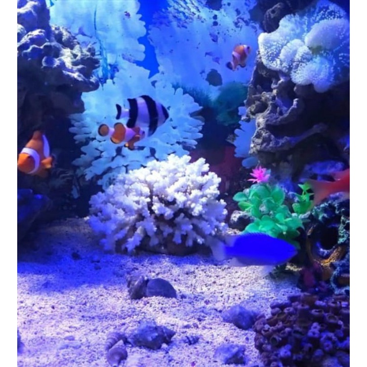 940+ Dekorasi Aquarium Laut Gratis Terbaru