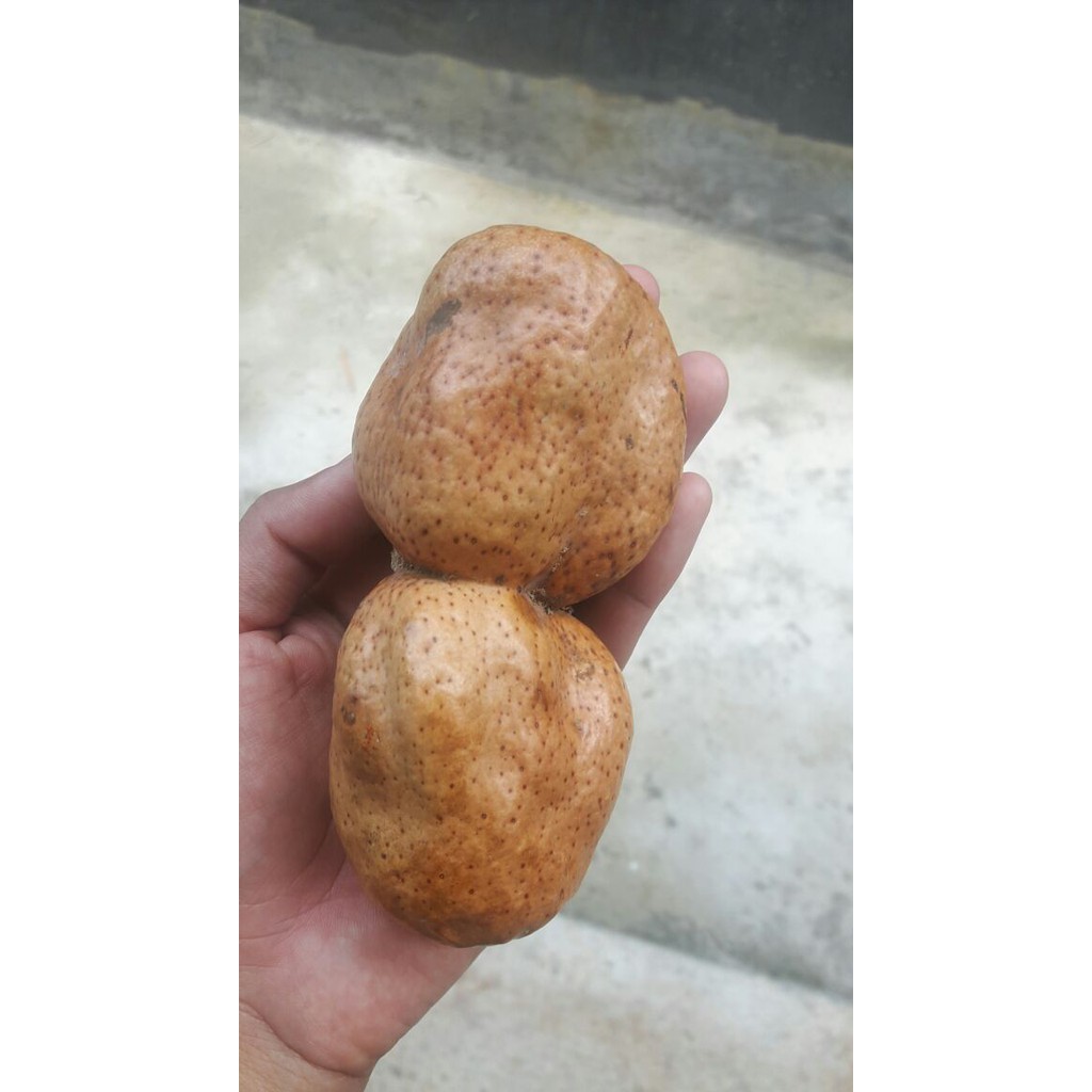 

Jual Buah Zuriat Kembar