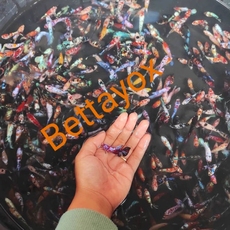 Cupang Nemo Galaxy Multicolor