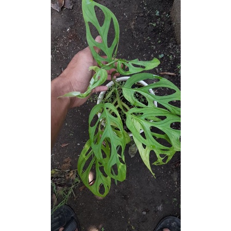 Monstera adansonii variegata / janda bolong variegata lokal