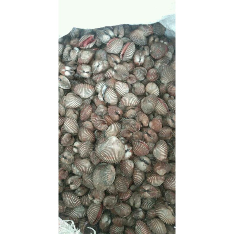 

KERANG DARAH SEGAR