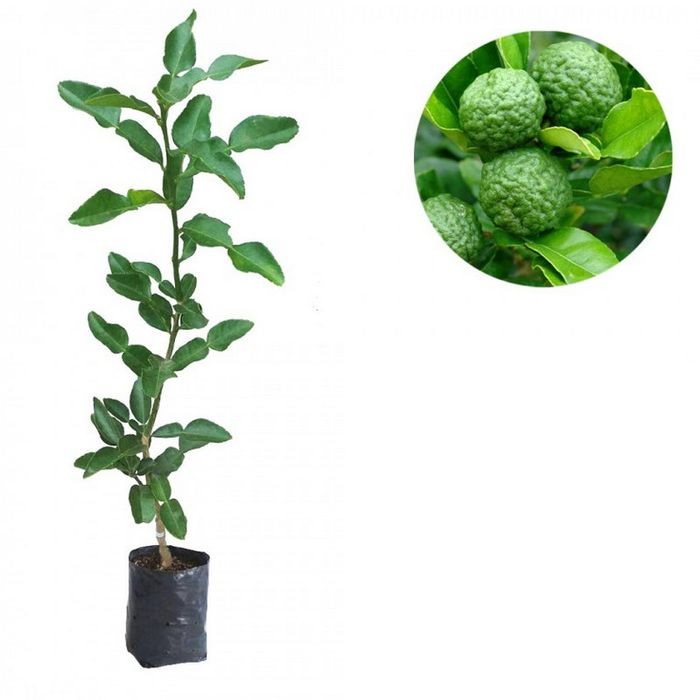 PROMO Bibit Jeruk Purut Tanaman Jeruk Purut Tinggi 50Cm