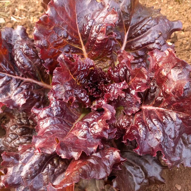 Benih Bibit Biji - Lettuce Kayla Red Selada Merah Seeds - Panen Dalam 30 Hari