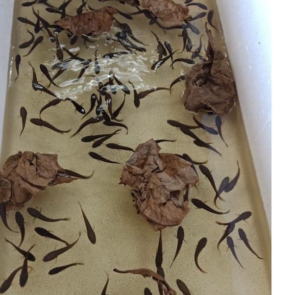 6.6 COD (Star) Ikan Chana Red barito full pelet 2-6 cm serbuuu 