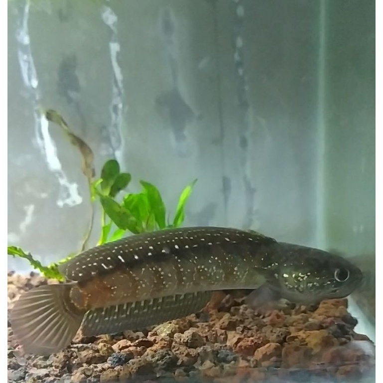 Asiatica Rsws 13cm gondrong