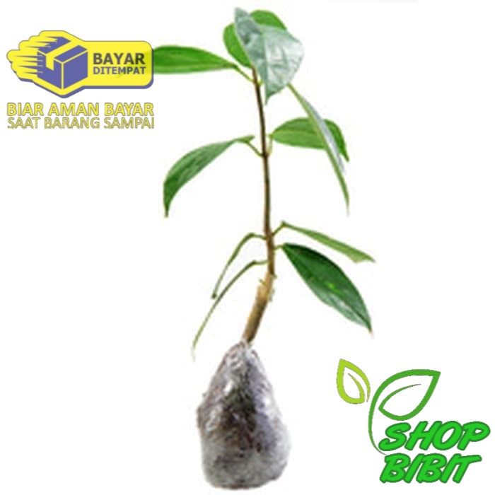 Bibit tanaman rambat cincau hijau