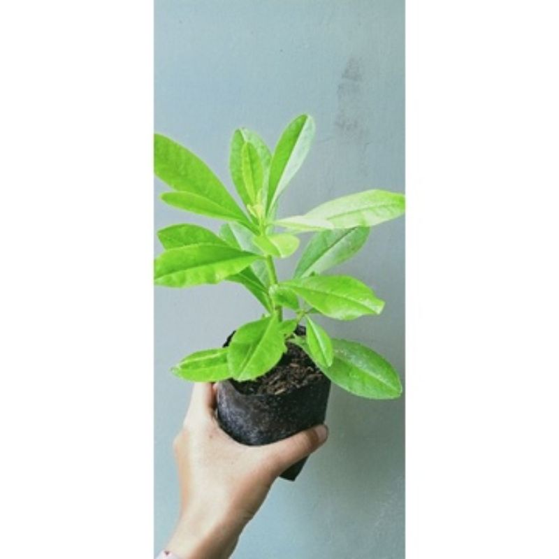 bibit ginseng Jawa/ kolesom