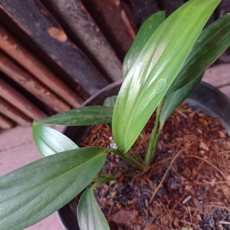 Tanaman Epipremnum amplissimum