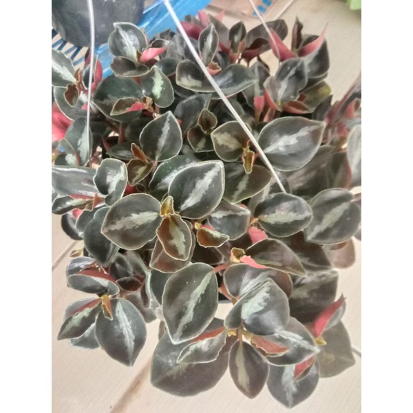 peperomia black metalica Colombia