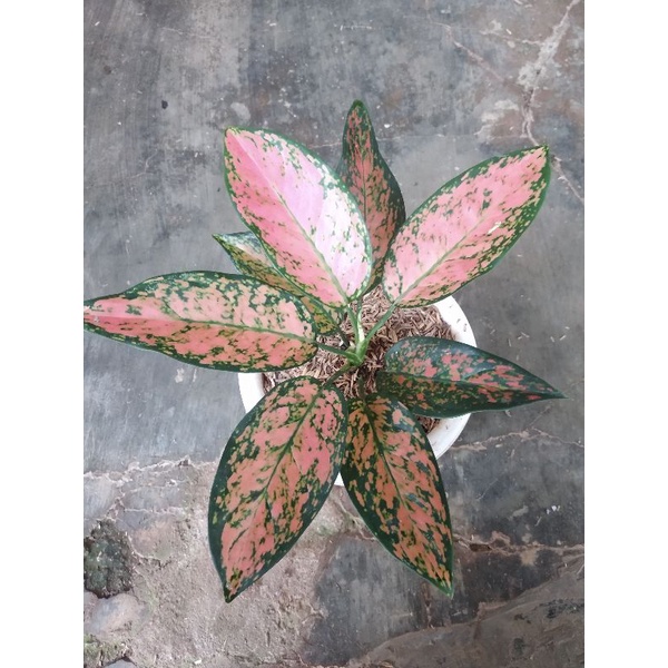 aglonema berwana pink tanaman hias daun