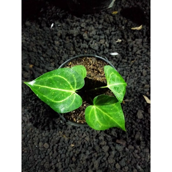 Kuping gajah tarantula