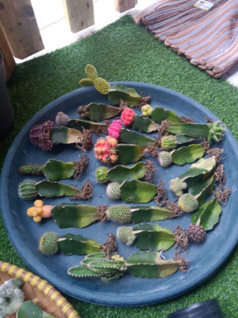 Kaktus Panda 5pcs/150k