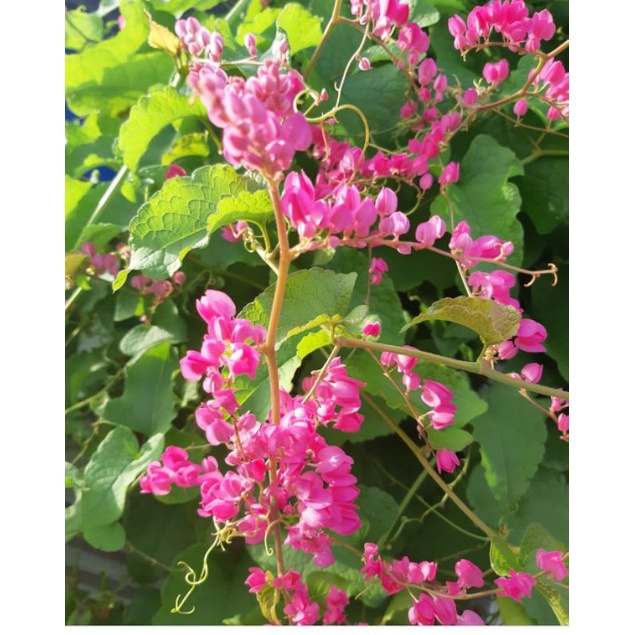 Benih Bunga Air Mata Pengantin(AMP)