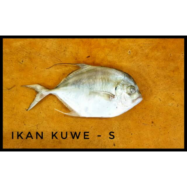 

IKAN KUWE - S