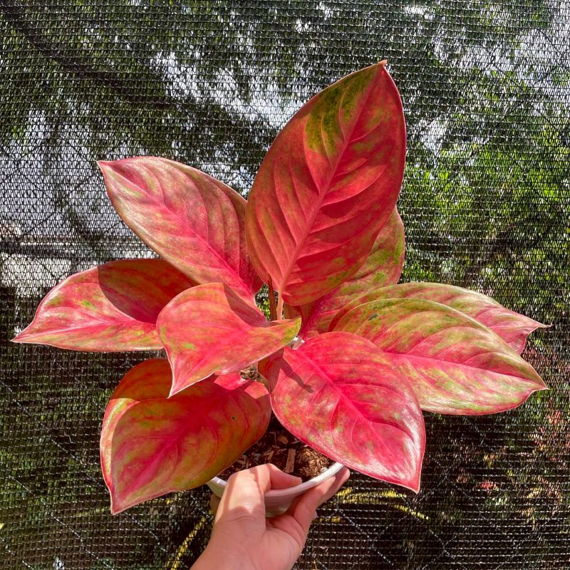 Aglonema Red Exotic Jumbo 5-8 daun Tanaman Hias Aglaonema Red Exotic Aglonema red Aglo merah aglonem