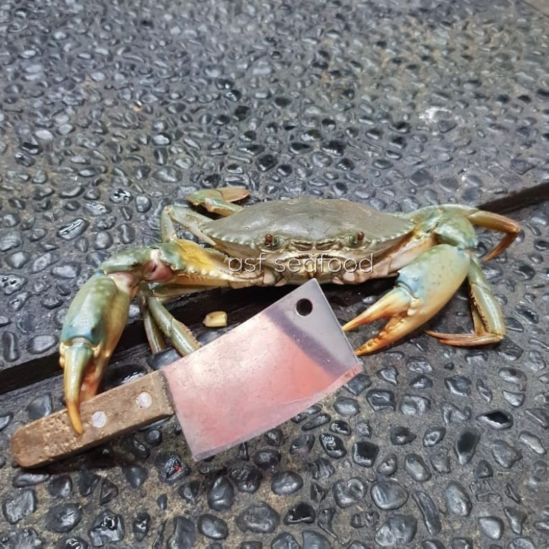 

Kepiting Bakau / Muara Telur Hidup size 6-7